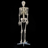 Anatomický model kostry 180cm
